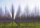 COULD GM TREES OFFER AN IMPROVED SOLUTION TO CARBON CAPTURE.